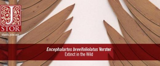 Encephalartos bervifoliolauts Vorster