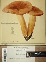 Watercolor of fungi