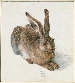 Albrecht Dürer, Hare (A Young Hare), 1502. Graphische Sammlung Albertina. Photo Credit: Erich Lessing/ART RESOURCE, N.Y.