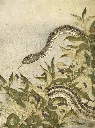 Kitagawa Utamaro | Rat Snake with Dayflower Plant | January 1788 | Image © The Metropolitan Museum of Art