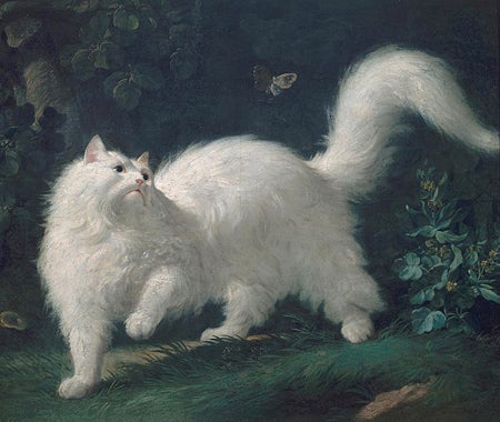 Jean Jacques Bachelier | White angora cat chasing a butterfly, 2nd half 18th Century | Musée Lambinet | Réunion des Musées Nationaux