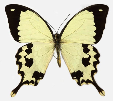 Papilionidae; swallowtail butterfly | Collected: 8/1975, Madagascar, Africa | Yale University: Peabody Museum of Natural History; peabody.yale.edu
