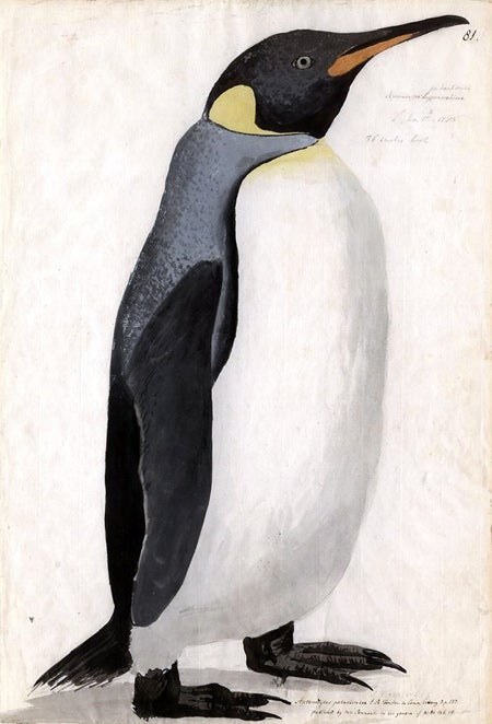 Johann Georg Adam Forster | King Penguin; Aptenodytes patagonicus | 1775 | Natural History Museum, London |  Image and original data provided by Natural History Museum, London