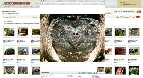 Rob Stevenson  | Snapping Turtle Upclose View of Face |2004 | UMASS Boston;  Field Guide of Biodiversity Images |Photographic credit: Susan Speak 