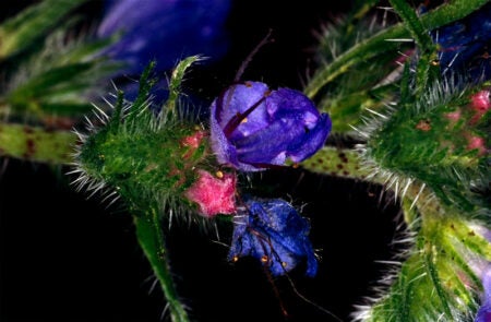Franklin C. Daiber, Viper's Bugloss. UD Library: Franklin C. Daiber Botanical Collection