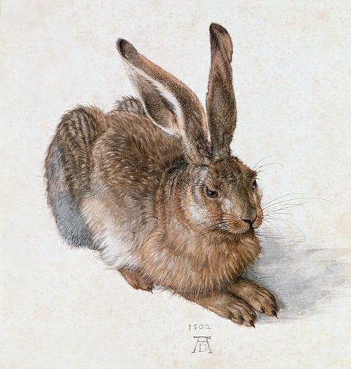 Albrecht Dürer, Hare (A Young Hare), 1502, Graphische Sammlung Albertina. Image and original data: Erich Lessing Culture and Fine Arts Archives/ART RESOURCE, N.Y.