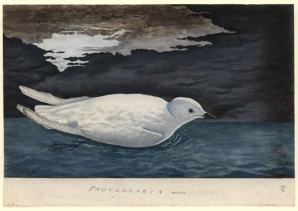 Artistry on the high seas: Captain Cook’s artists