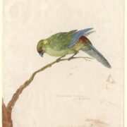 Johann Georg Adam Forster, Red-rumped parrot, Cyanoramphus (genus); zealandicus (species), 1774