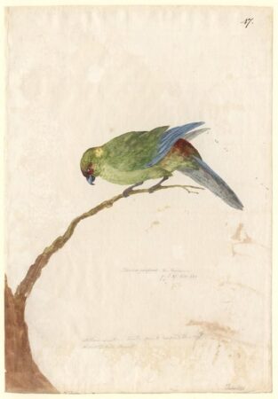 Johann Georg Adam Forster, Red-rumped parrot, Cyanoramphus (genus); zealandicus (species), 1774