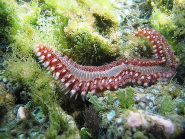 Bearded fireworm