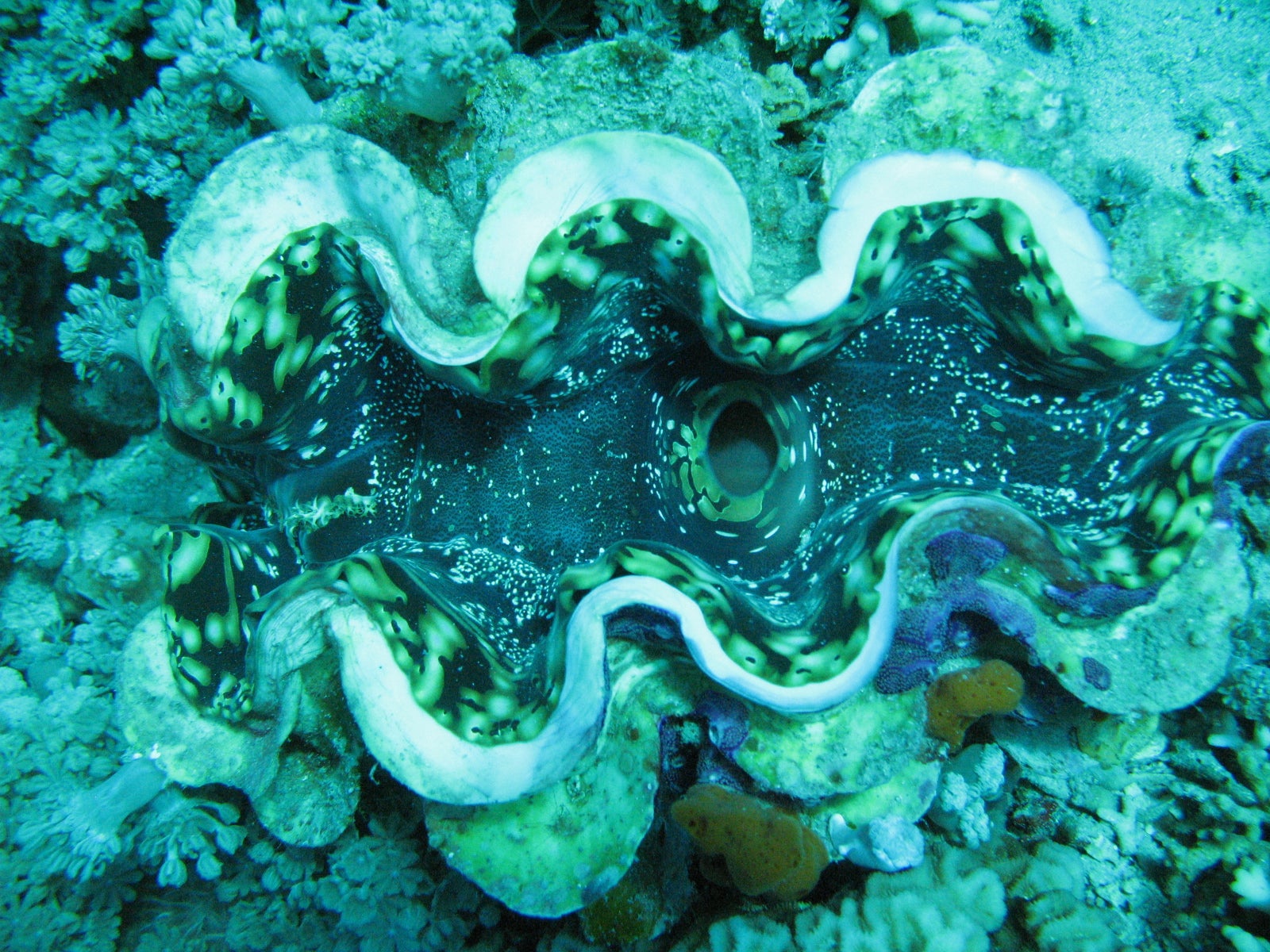 Giant clam (Tridacna squamosa)