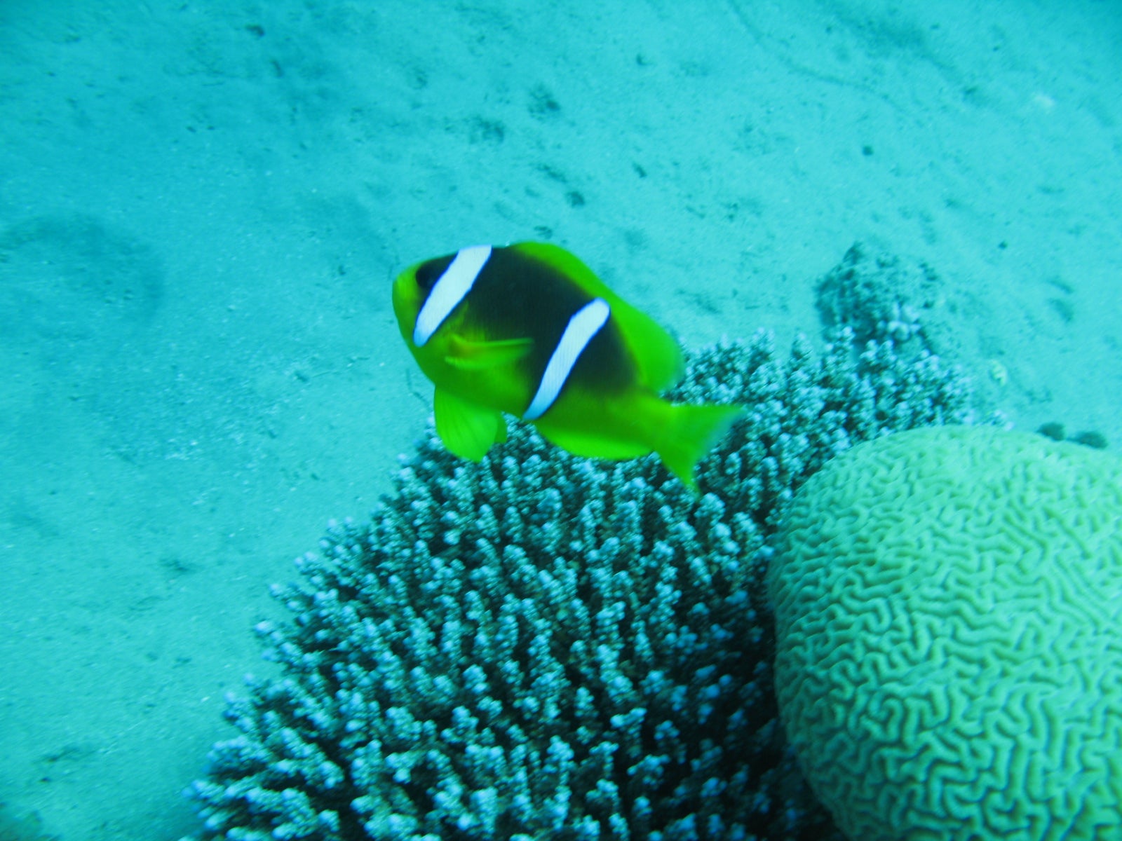 Twoband clownfish