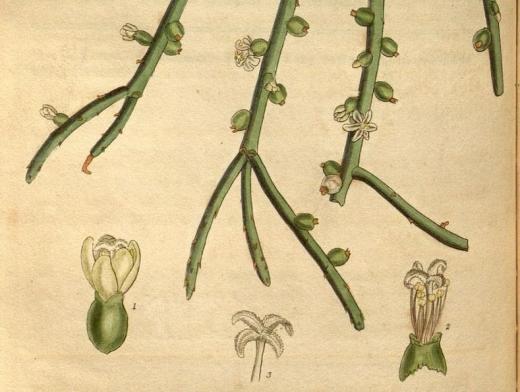 botanical drawing