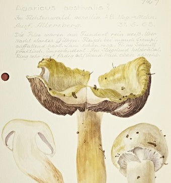 Botanical drawing