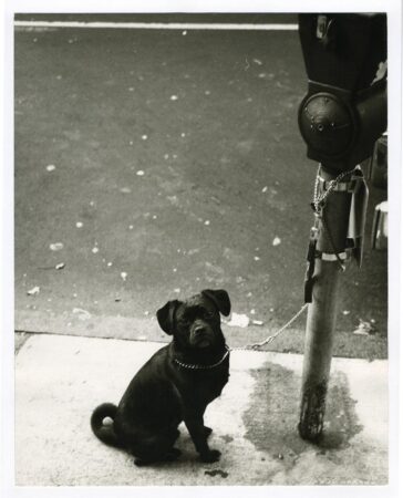Every dog has its 15 minutes: Andy Warhol’s dog photographs