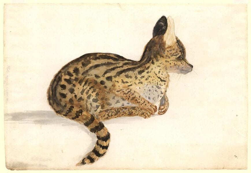 Johann Georg Adam Forster. Serval
