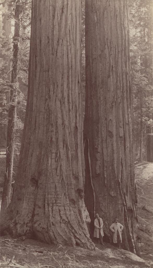 George Fiske. The Twins. Tuolumne Grove. ca. 1878-1884
