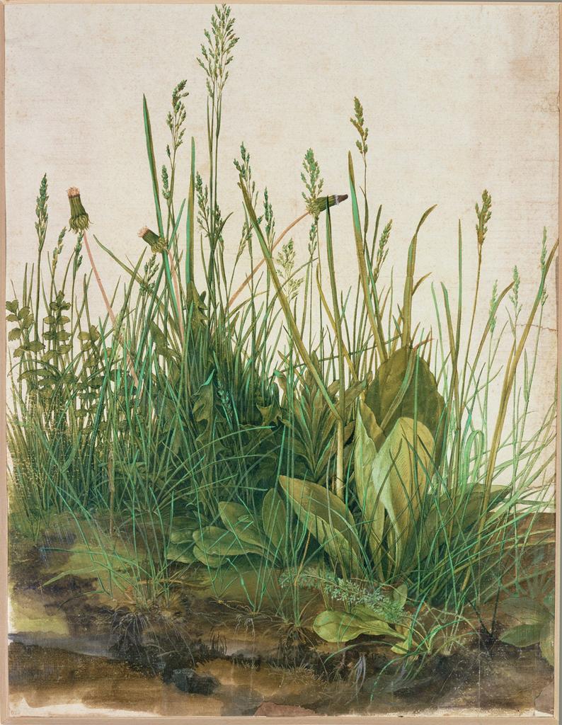 Albrecht Dürer. Large Piece of Turf (The Great Turf). 1503