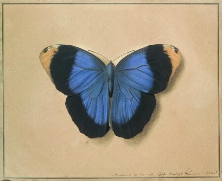 Fyodor Tolstoy. Butterfly