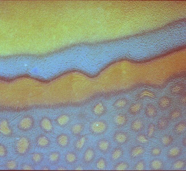 Rusty parrotfish from the Red Sea