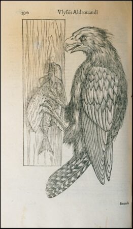 Anonymous 1599 print of a hawk.