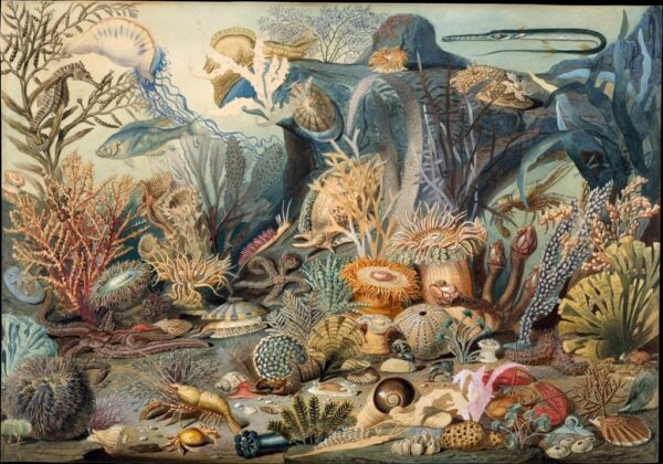 James M. Sommerville, Christian Schussele. Ocean Life. c. 1859. Image and data provided by The Metropolitan Museum of Art. Public domain.