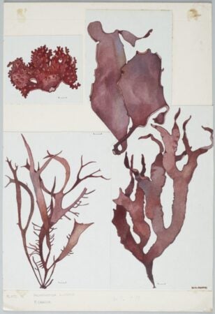 Nancy Adams. Red Seaweed - Halymeniaceae - Pachimenia lusoria and P. crassa