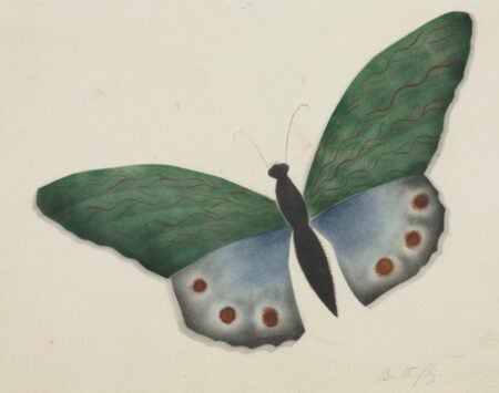 Mary Altha Nims. Butterfly. 19th-20th century.