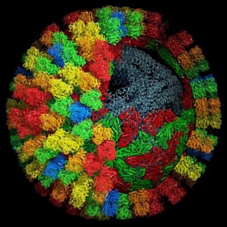Jonathan Grimes, University of Oxford. Bluetongue virus core particle.