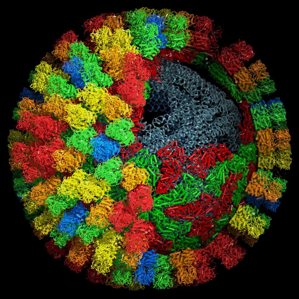 Jonathan Grimes, University of Oxford. Bluetongue virus core particle.