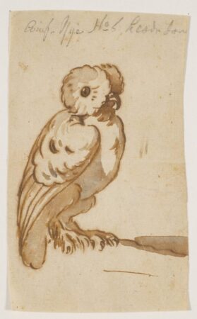 Nicolai Abildgaard. An owl. 1743-1809.