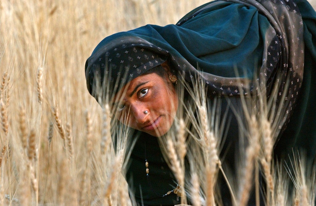 Portrait of a person stooped over in a wheat field, wearing a blue sari and matching head scarf, glancing up at the camera