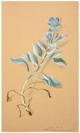 Margaret R Dickinson. Watercolor drawing of Oyster Plant Mertensia maritima