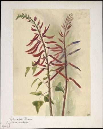 Minna R. Fernald, Watercolor of Cherokee Bean (Erythrina Herbacea)