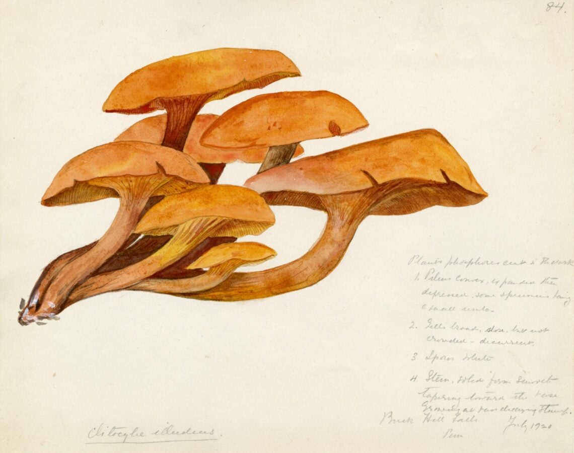 Violetta White Delafield, Clitocybe illudens