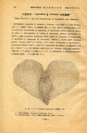 Alma Gracey Stokey, Lygodium japonicum