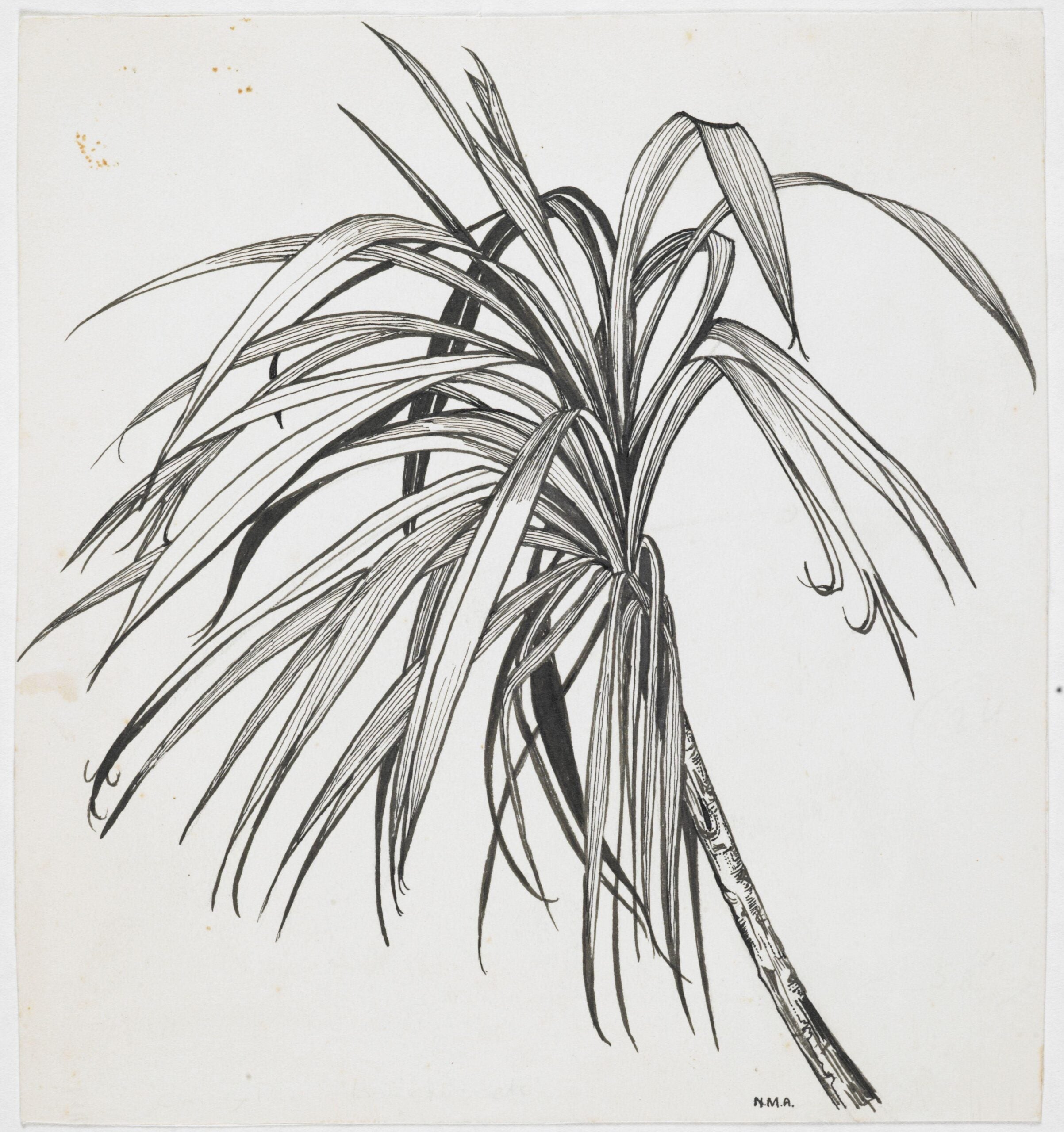 Nancy Adams, Agavaceae - Cordyline banksii