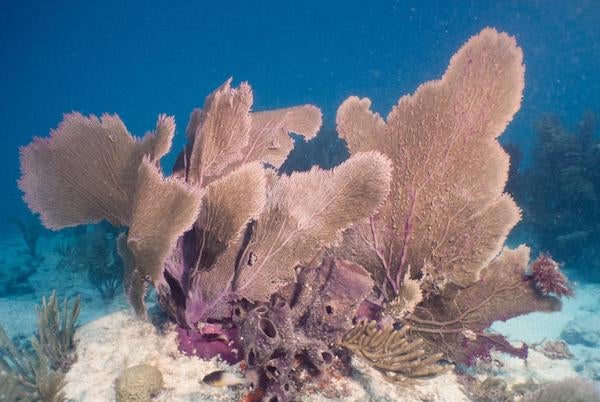 William R. Mershon, Purple sea fans, Florida and the Cayman Islands