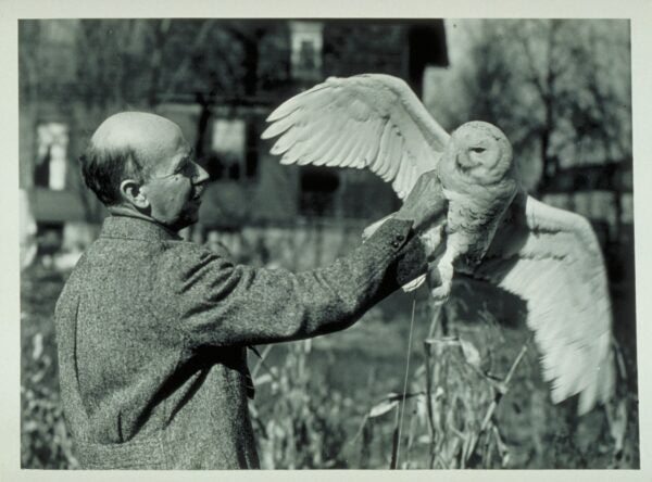 Birds of Prey — Osgood Public Library