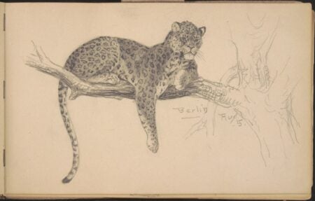 Louis Agassiz Fuertes. Leopard in Berlin. August 5, 1895
