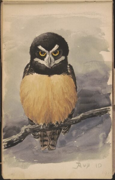 Louis Agassiz Fuertes. Spectacled Owl. August 10, 1895
