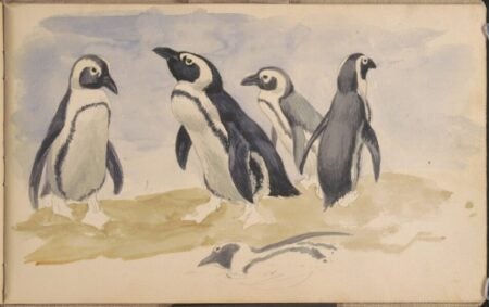 Louis Agassiz Fuertes. Penguins. Drawings. c. 1895.