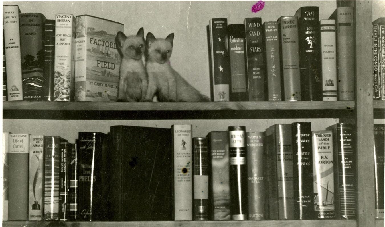 A black and white photo of two shelf bookshelf. On the bookshelf is two Siamese cats.