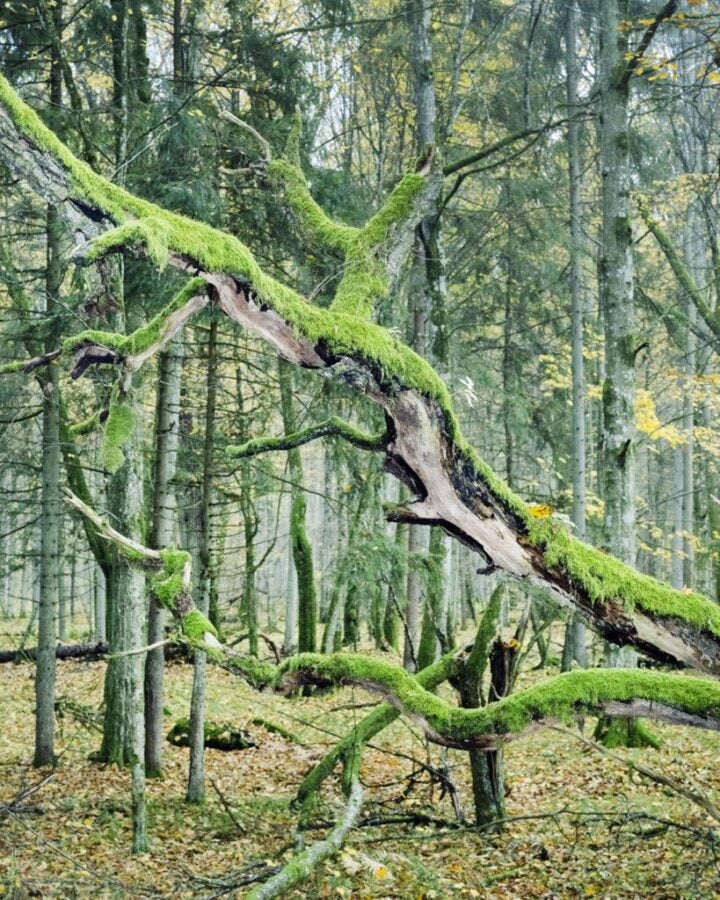 A moss-covered fallen tree branch stretches horizontally through a dense forest with green and yellow foliage.