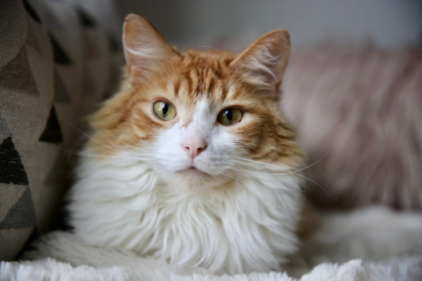Close-up portrait of a fluffy orange-and-white cat with pale green eyes looking directly at the viewer.