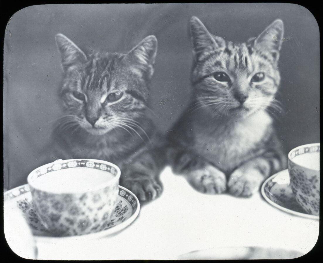 Two kittens sit behind patterned teacups, paws on the table, looking toward the camera.