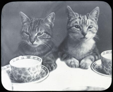 Meowsterpieces: Celebrating International Cat Day with JSTOR&#8217;s finest feline finds