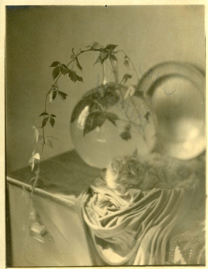 Soft-focus still life: a long-haired cat naps on draped satin beside two reflective glass spheres and a trailing vine.