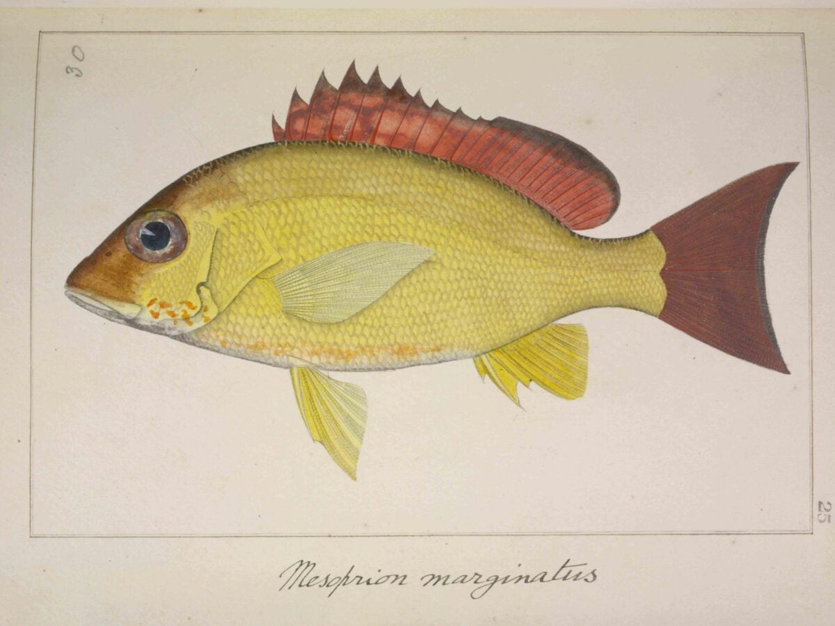 Detailed watercolor illustration of a yellow and red fish with a pointed snout and spiny dorsal fin, painted against a neutral background.