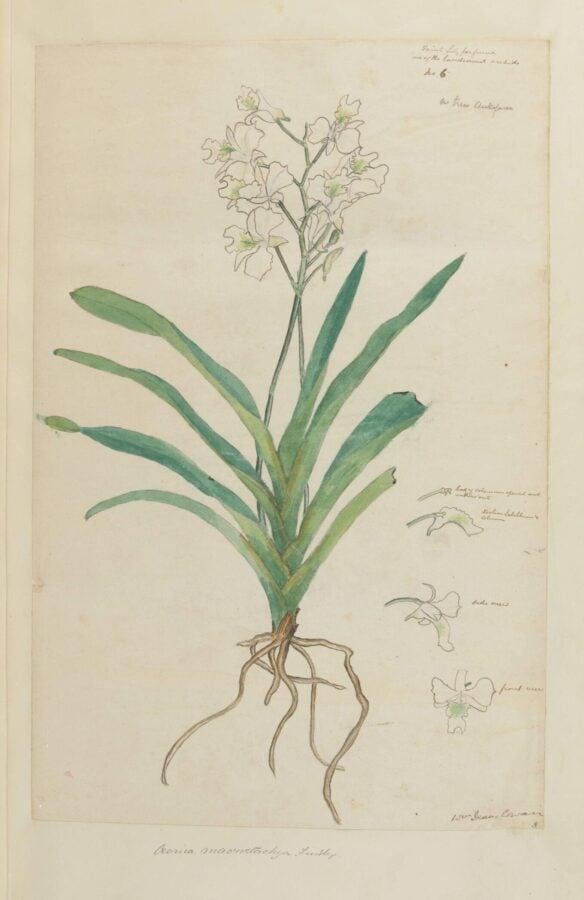 Botanical watercolor of a Madagascar orchid plant with green leaves, white flowers, and visible roots, accompanied by small pencil sketches and handwritten notes.